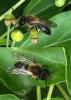 Andrena sp.